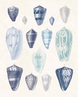 Blue Shell Assortment I Fine Art Print