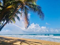 Under the Palms Fine Art Print