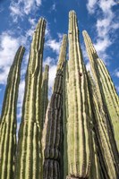 Tall Garden of Cactus Fine Art Print