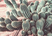 Cactus Muted Burst Fine Art Print