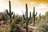 Cactus Field Under Golden Skies Fine Art Print