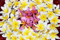 Floating Petals Fine Art Print