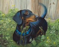 Dachshund Fine Art Print