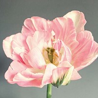 Pink Bloom Fine Art Print