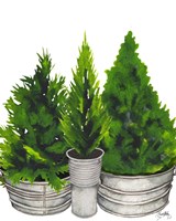 Evergreens in Galvanized Tins Fine Art Print