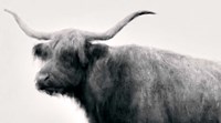 Vintage Bull Fine Art Print