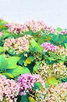 Garden Beauties I Fine Art Print