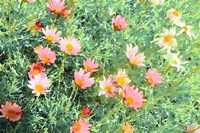 Daisy Field I Fine Art Print