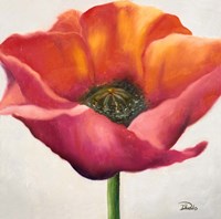 Poppy Flower I Framed Print