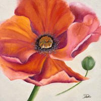 Poppy Flower II Framed Print