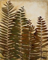 Ferns I Fine Art Print