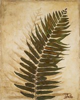 Ferns II Fine Art Print