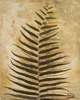 Ferns III Fine Art Print