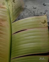 Butterfly Palm II Fine Art Print