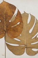 Dry Balazo II Fine Art Print