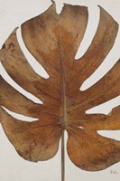 Dry Balazo I Fine Art Print