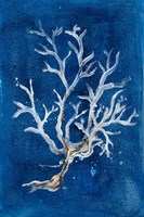 White Corals I Fine Art Print