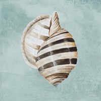 Modern Shell on Teal I Framed Print