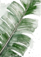 Palma Fresca Close Up Framed Print