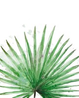 Palm Frond II Framed Print