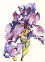 Purple Iris with Bud Fine Art Print