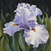White Iris Fine Art Print