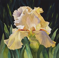 Yellow Iris Fine Art Print