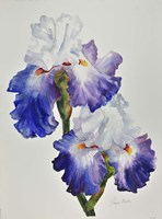 Royal Storm Iris Fine Art Print