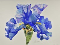 Ruffled Iris Fine Art Print