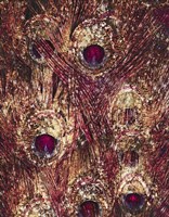 Golden Ruby Peacock Feathers Fine Art Print