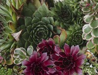 Succulent Garden Fine Art Print
