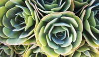 Succulent Rose Fine Art Print