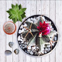 Two Succulents and A Cactus Fine Art Print