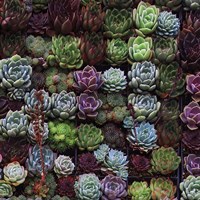 A Gathering Of Succulents 1 Fine Art Print