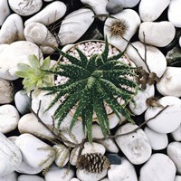 Succulent Summer Fine Art Print