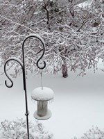 No Birds Today Fine Art Print