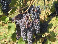 Time To Harvest Fine Art Print