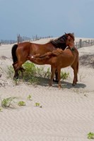 Corolla Mare and Yearling Fine Art Print
