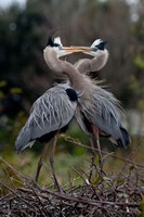 Great Blue Heron Fine Art Print