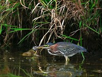 Green Heron Fine Art Print