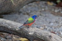 Painted Bunting Fine Art Print