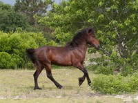 Stallion Strutting Fine Art Print