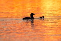 Sunset Loons Fine Art Print