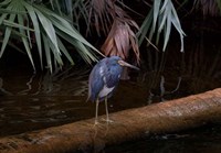 Tricolored Heron Fine Art Print