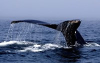 Whale Of A Tail Fine Art Print