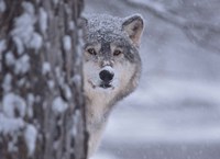 Wolf Watching Fine Art Print