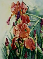 Iris Fine Art Print