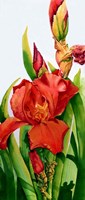 Red Iris Fine Art Print
