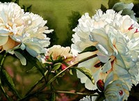 Winter White Peony Fine Art Print