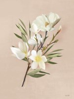 Spring Magnolias Fine Art Print